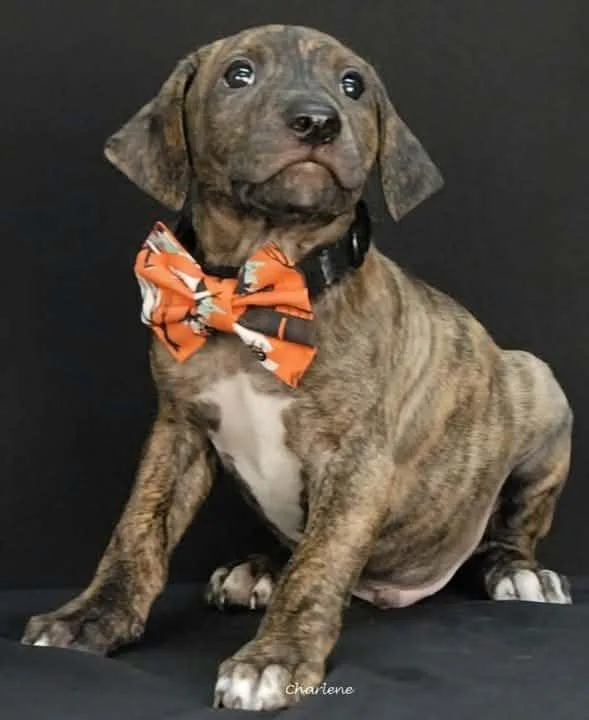 A baby medium-sized male Boxer dog named Joon for adoption in Newland, NC