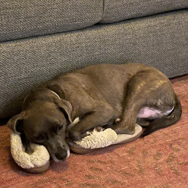 An adult medium-sized male Gray / Blue / Silver Whippet dog named Banjo for adoption in Burbank, CA
