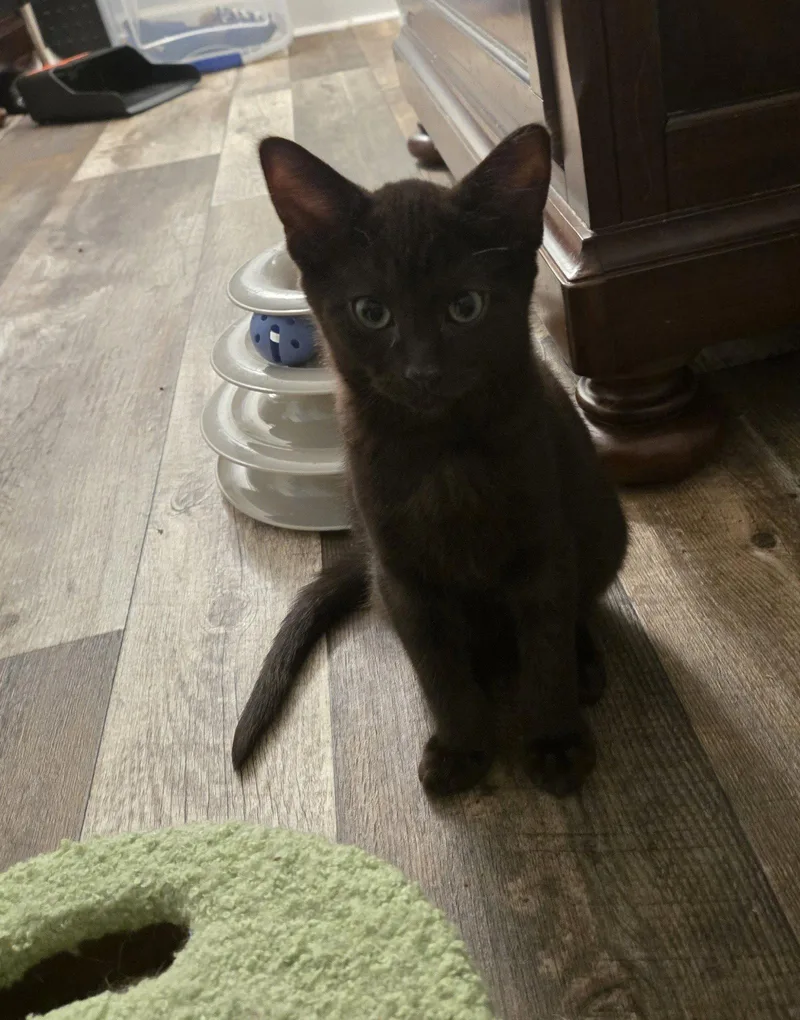 A baby medium-sized male Black Domestic Short Hair cat named Mack for adoption in Walled Lake, MI