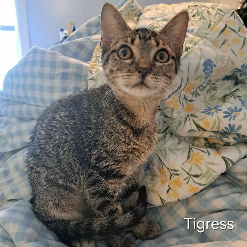 A baby small-sized female Domestic Short Hair cat named Tigress for adoption in Groveland, MA