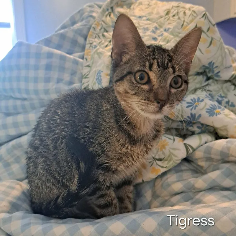 Tigress thumbnail 4