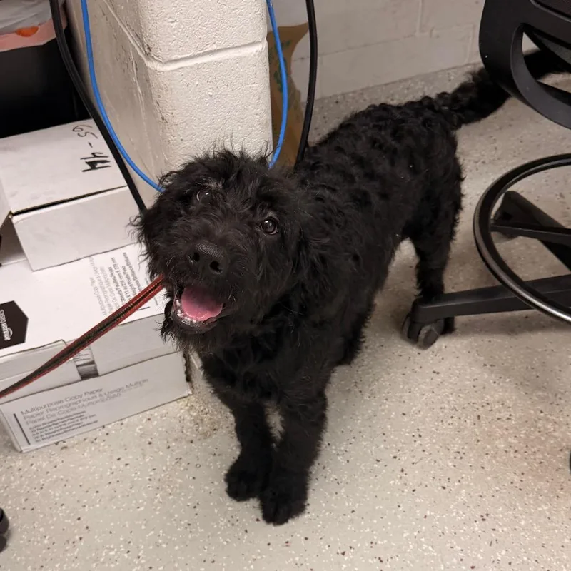 A baby medium-sized male Black Mixed Breed dog named Ash for adoption in Indianapolis, IN