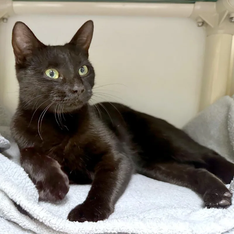 An adult medium-sized female Black Domestic Short Hair cat named Bobette for adoption in Woodinville, WA