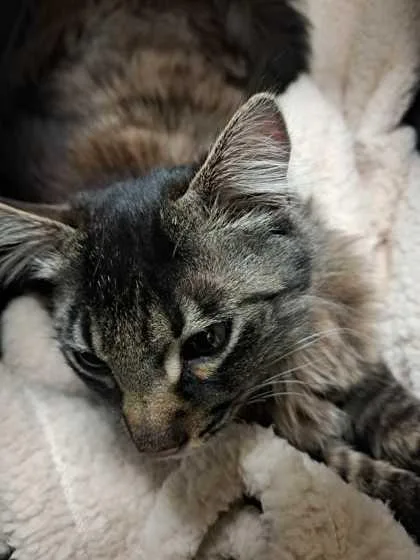 A young small-sized male Domestic Long Hair cat named Alistair for adoption in Burlington, WA