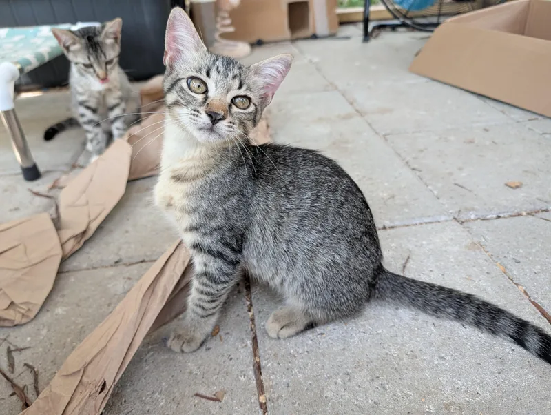 A baby medium-sized male Tabby (Buff / Tan / Fawn) Domestic Short Hair cat named Slugger for adoption in Fischer, TX