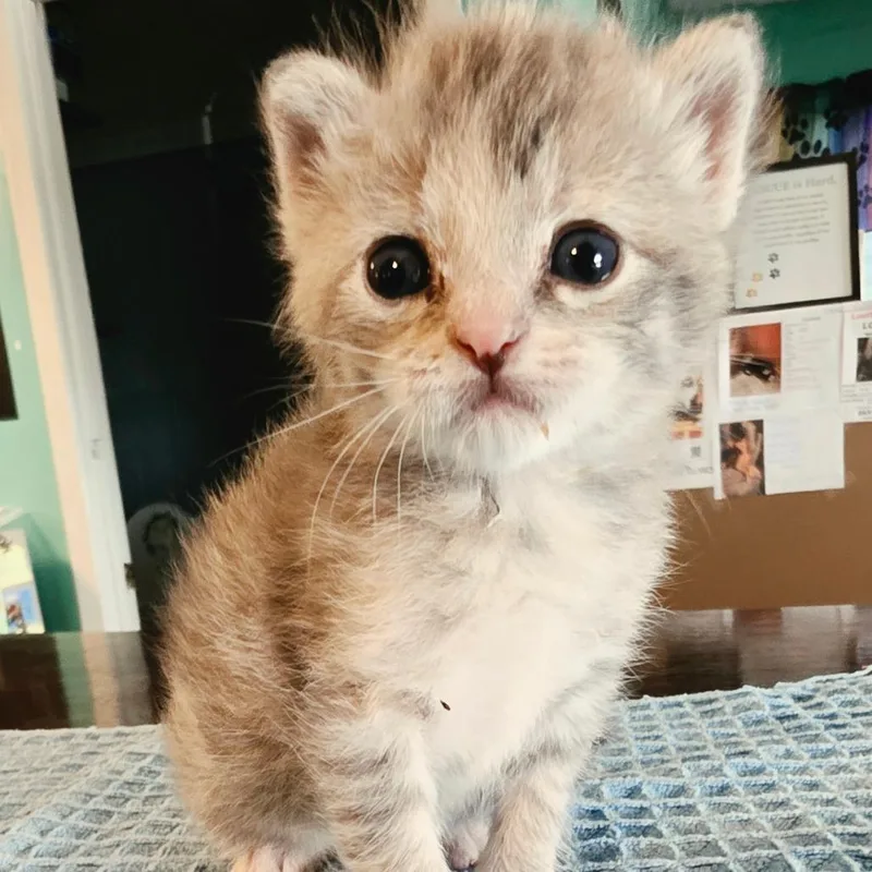 A baby small-sized female Gray / Blue / Silver Domestic Short Hair cat named Dinah for adoption in Jefferson city, TN
