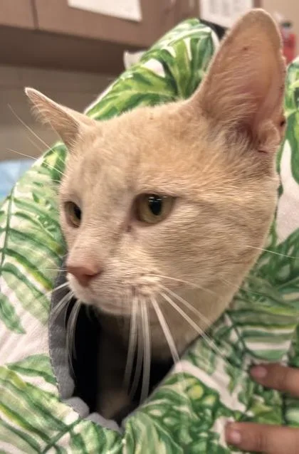 An adult medium-sized male Domestic Short Hair cat named Buffington for adoption in Fishers, IN