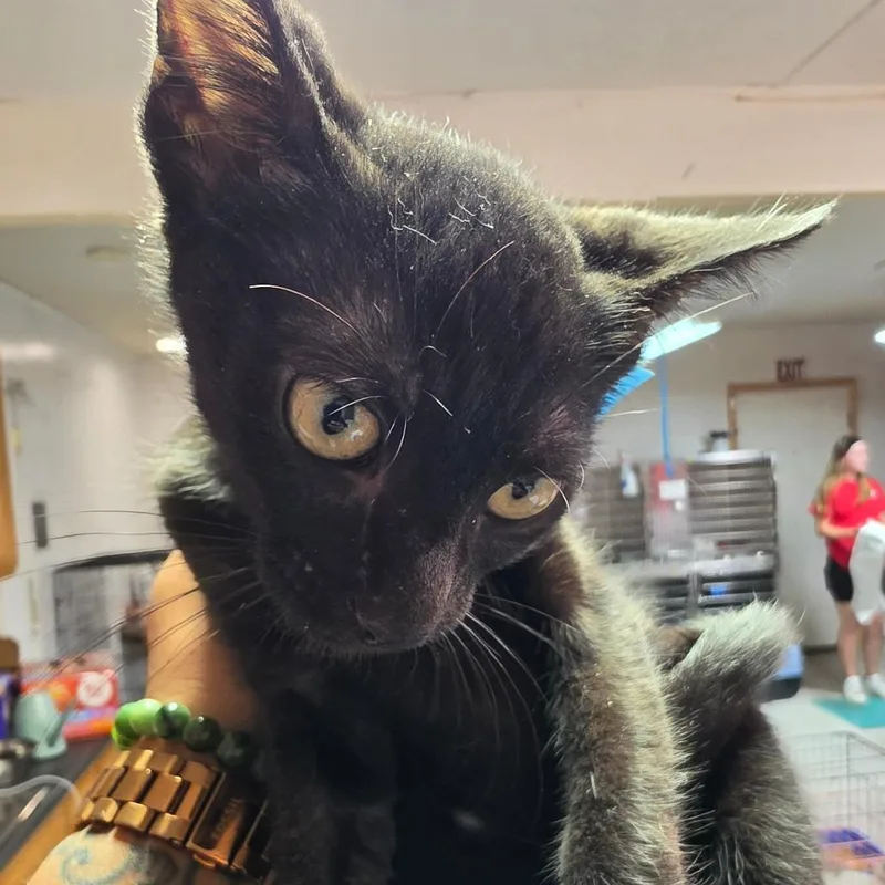 A baby small-sized male Black Domestic Short Hair cat named Louie for adoption in Leander, TX
