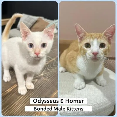 A baby medium-sized male White Domestic Short Hair cat named Odysseus and Homer for adoption in Mokena, IL