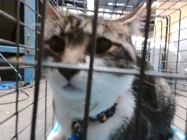 A senior large-sized male Domestic Short Hair cat named Lil Bit for adoption in Tulsa, OK
