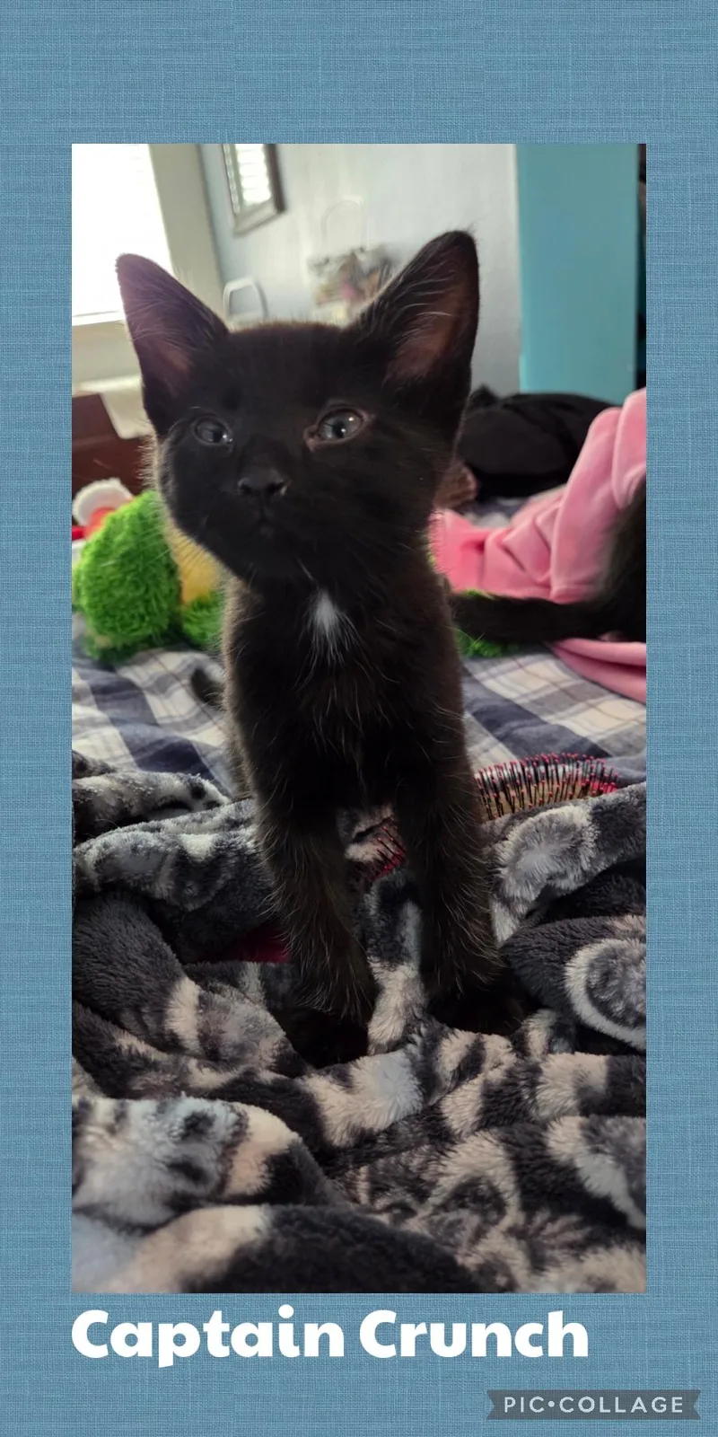 A baby small-sized male Black Domestic Short Hair cat named Captain Crunch for adoption in Newberg, OR