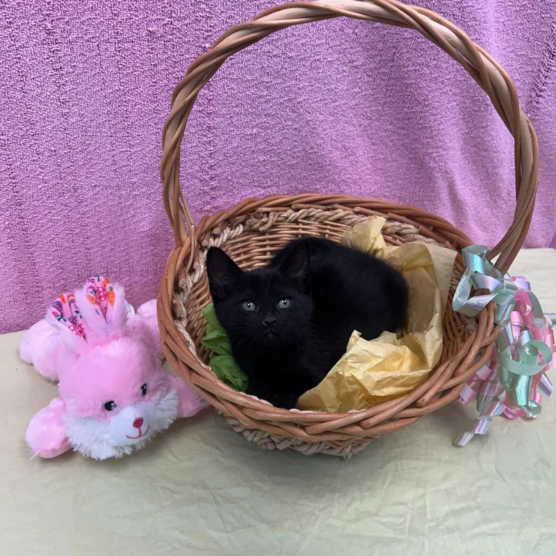 A baby medium-sized female Black Domestic Short Hair cat named Ghost for adoption in Bear, DE