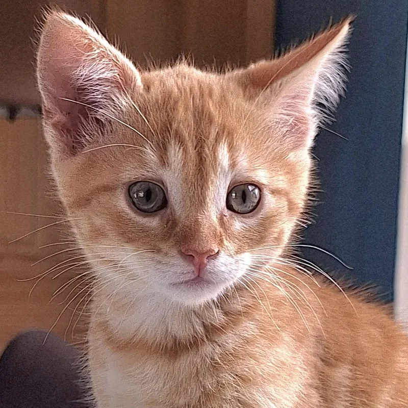 Ferdinand