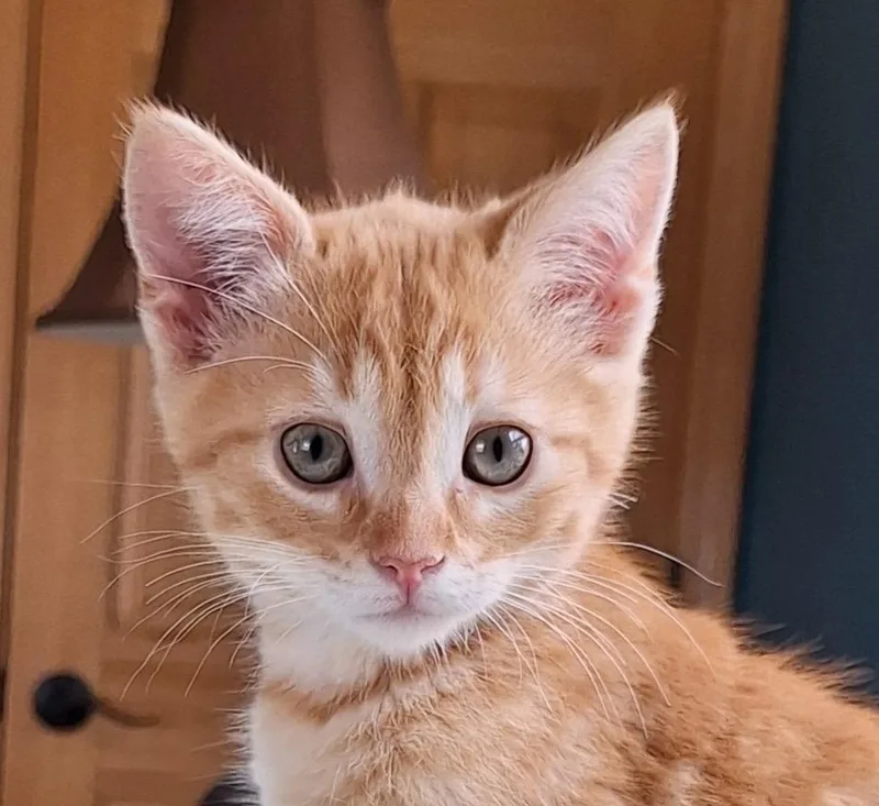 Ferdinand thumbnail 3