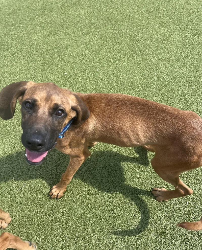 A young large-sized male Red / Chestnut / Orange Redbone Coonhound dog named Trigger for adoption in Hays, KS