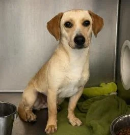 An adult medium-sized female Mixed Breed dog named Sky for adoption in West Chester, PA