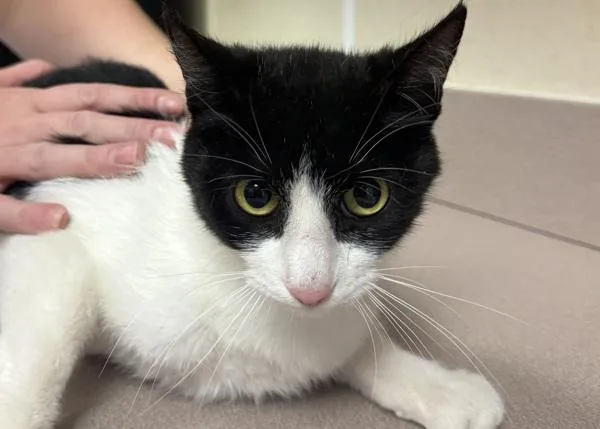 A young small-sized female Domestic Short Hair cat named Apron for adoption in Salisbury, MD