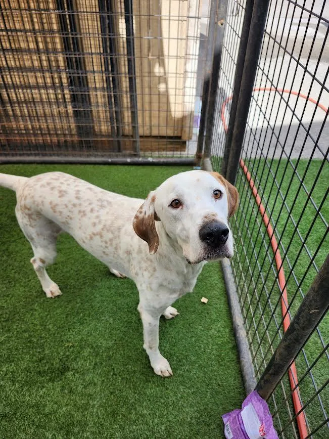 A young medium-sized male Pointer dog named Mack for adoption in Hopkinsville, KY