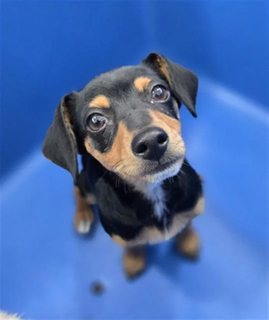 A baby small-sized male Mixed Breed dog named Ranger for adoption in Dallas, TX