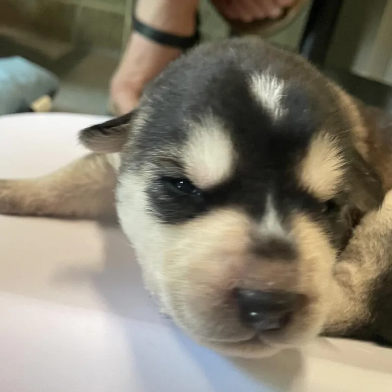 Nymeria thumbnail 3