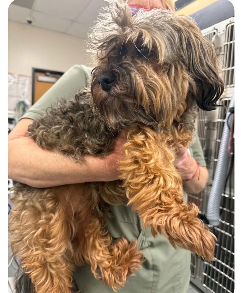 An adult small-sized male Havanese dog named Santos for adoption in Troutman, NC