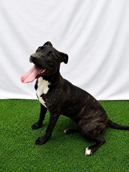 A young large-sized female Mixed Breed dog named Eve for adoption in Covington, LA