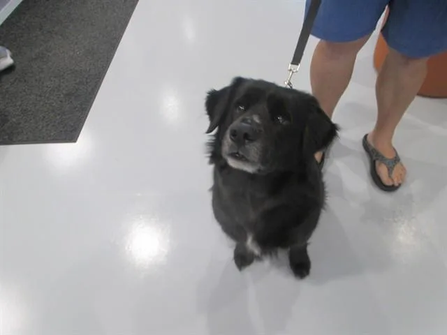 An adult large-sized male Labrador Retriever dog named Conrad for adoption in Ocala, FL