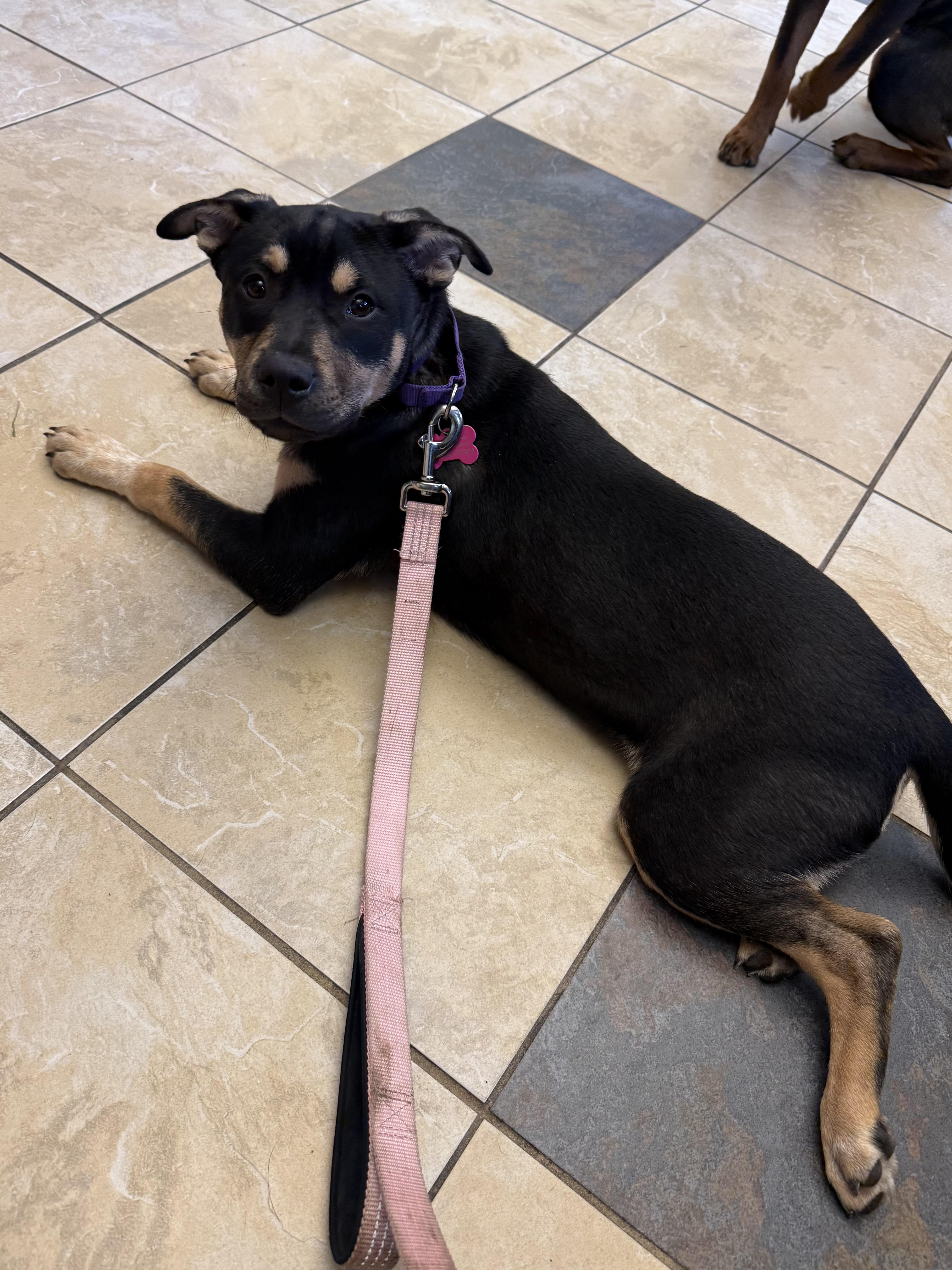 A baby medium-sized female Australian Cattle Dog / Blue Heeler dog named Poppy for adoption in Succasunna, NJ