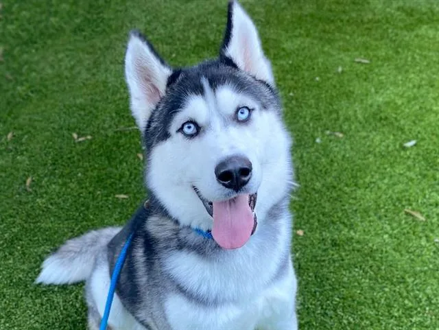 An adult large-sized male Siberian Husky dog named Allen for adoption in San Jose, CA