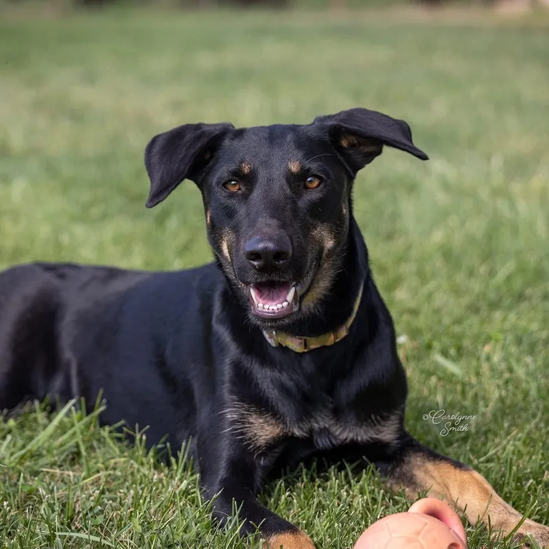 An adult medium-sized female Bicolor German Shepherd Dog dog named Chelsea for adoption in Wilton, CA