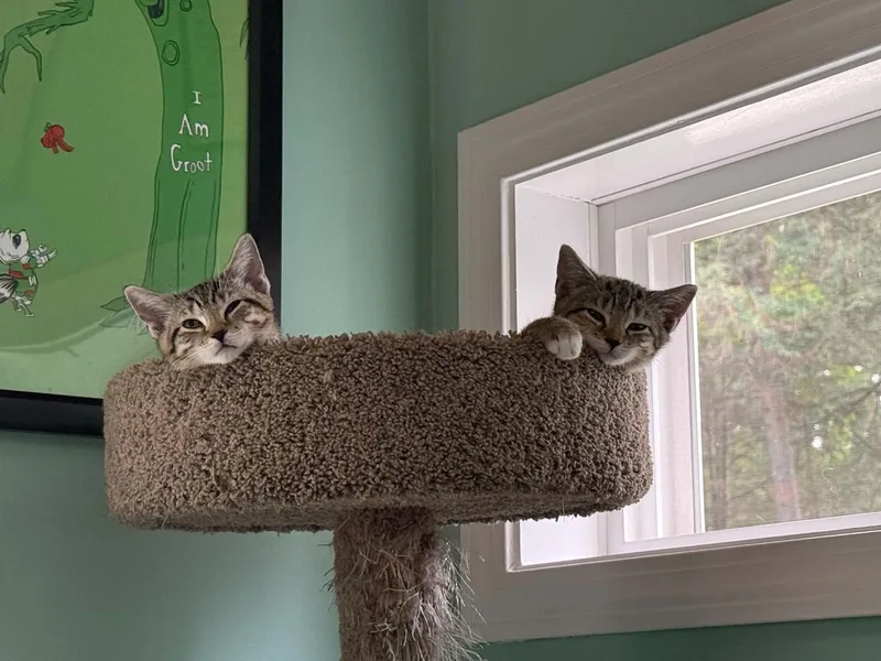 A baby medium-sized female Domestic Short Hair cat named Velma & Scrappy for adoption in Westfield, MA