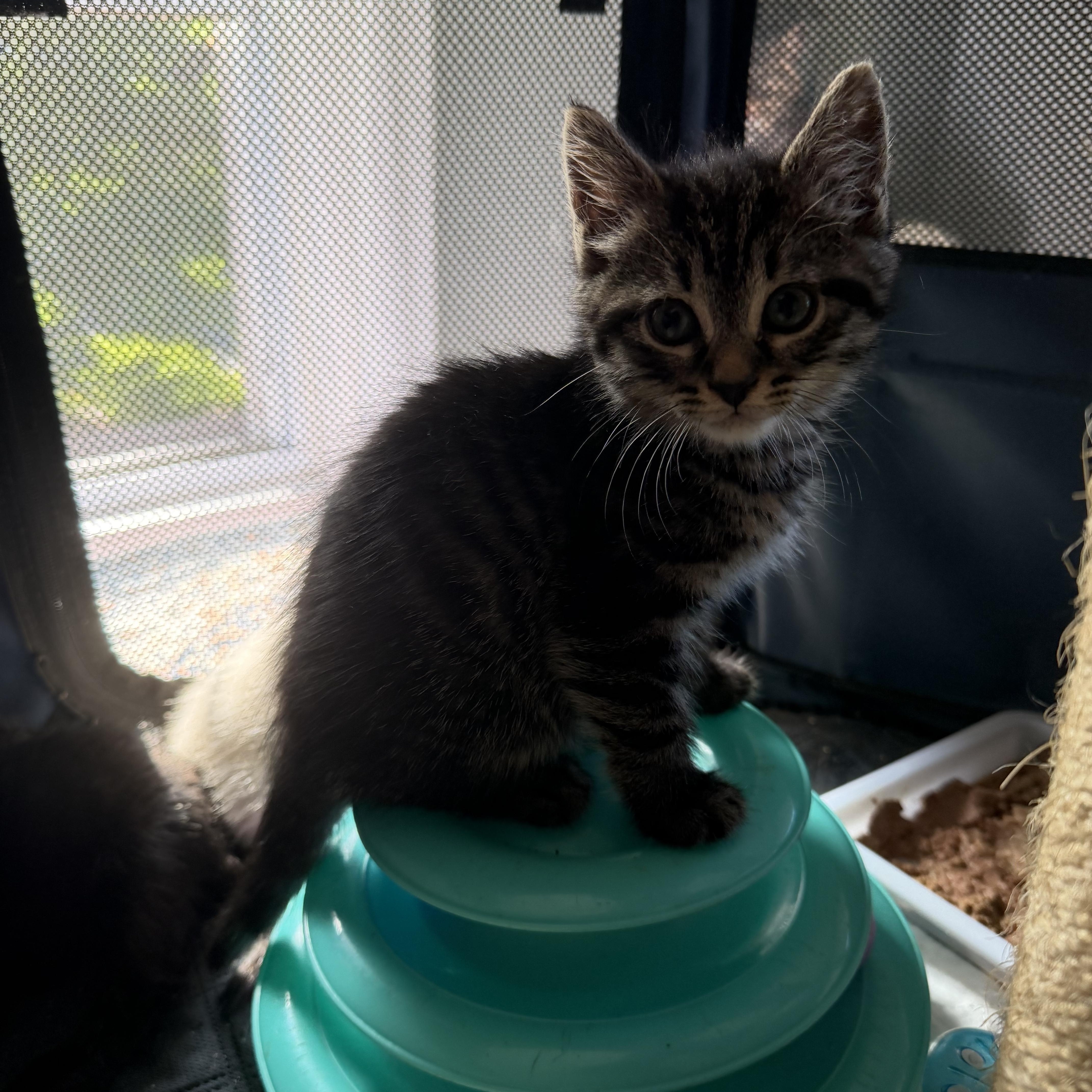 A baby medium-sized female Tabby (Tiger Striped) Domestic Short Hair cat named Poppy Purrcival for adoption in East Hartford , CT
