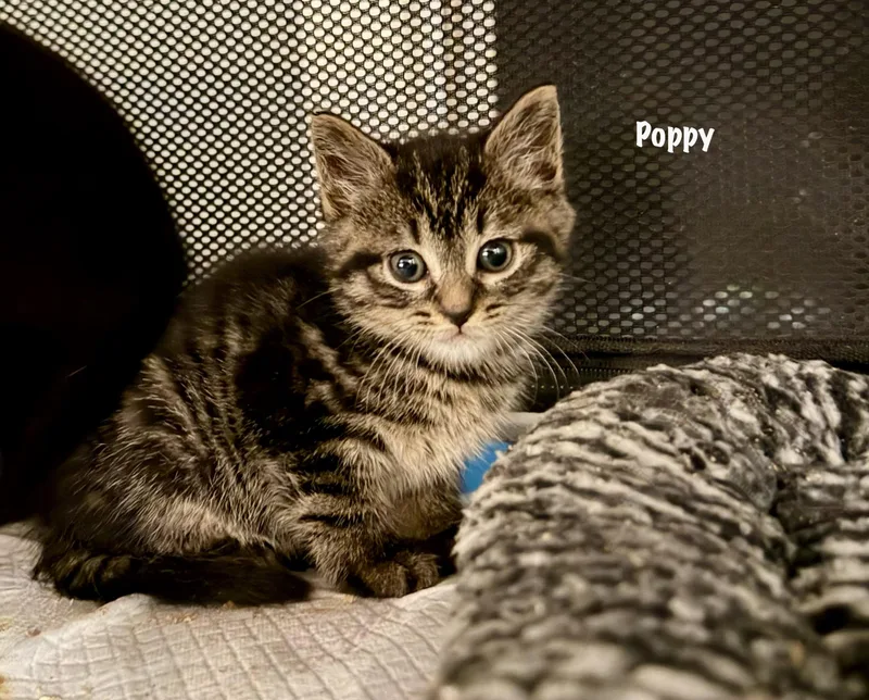 Poppy Purrcival thumbnail 3