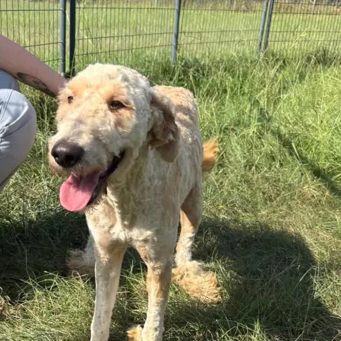 A young medium-sized female Golden Retriever dog named Happy for adoption in Hattiesburg, MS