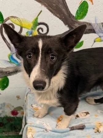 A young small-sized female Corgi dog named Sugar Plum for adoption in Brookhaven, MS