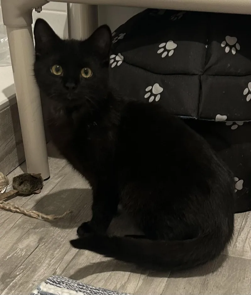 Morpheus thumbnail 2