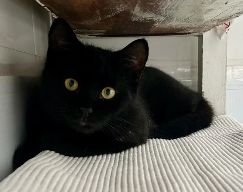A young medium-sized male Black Domestic Short Hair cat named Morpheus for adoption in Ridgefield, CT