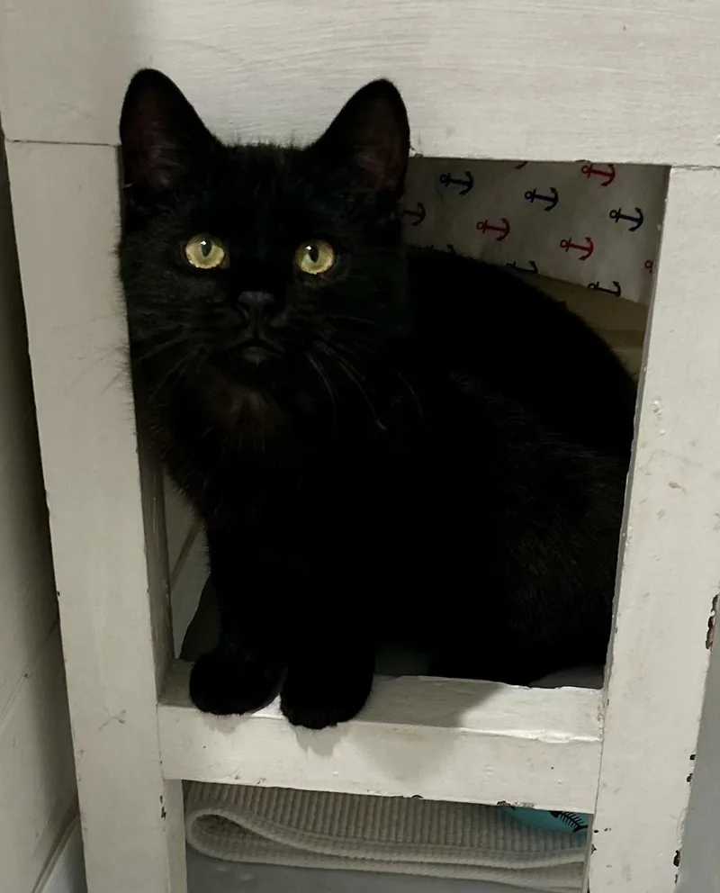 Morpheus thumbnail 3