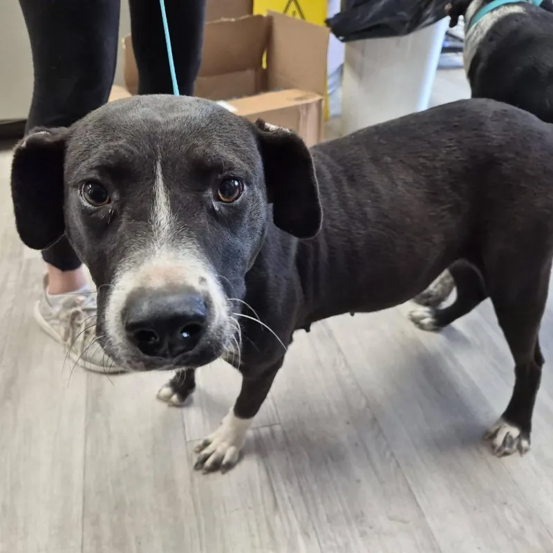 A young medium-sized female Black Retriever dog named Koolaid Jammer for adoption in Cleveland, MS
