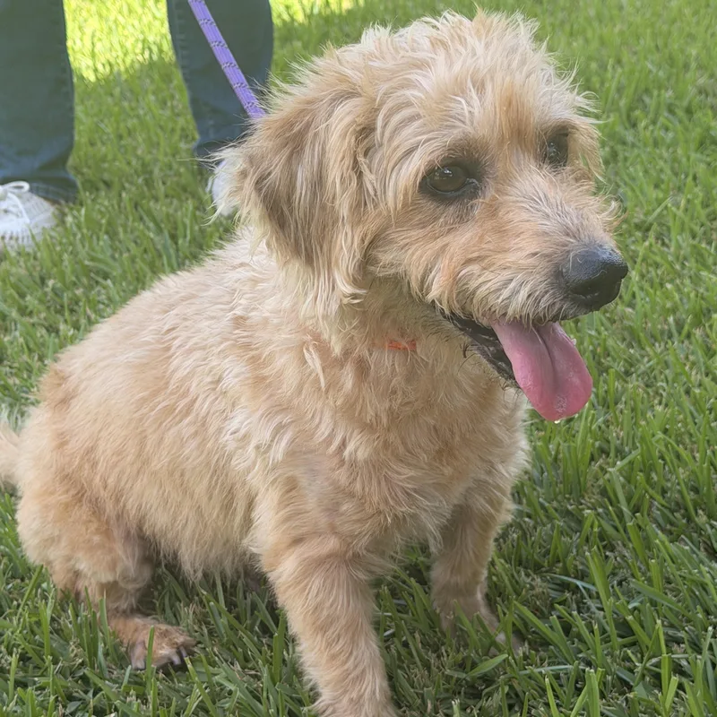 A young small-sized male Yellow / Tan / Blond / Fawn Terrier dog named Sunny for adoption in Richmond, TX