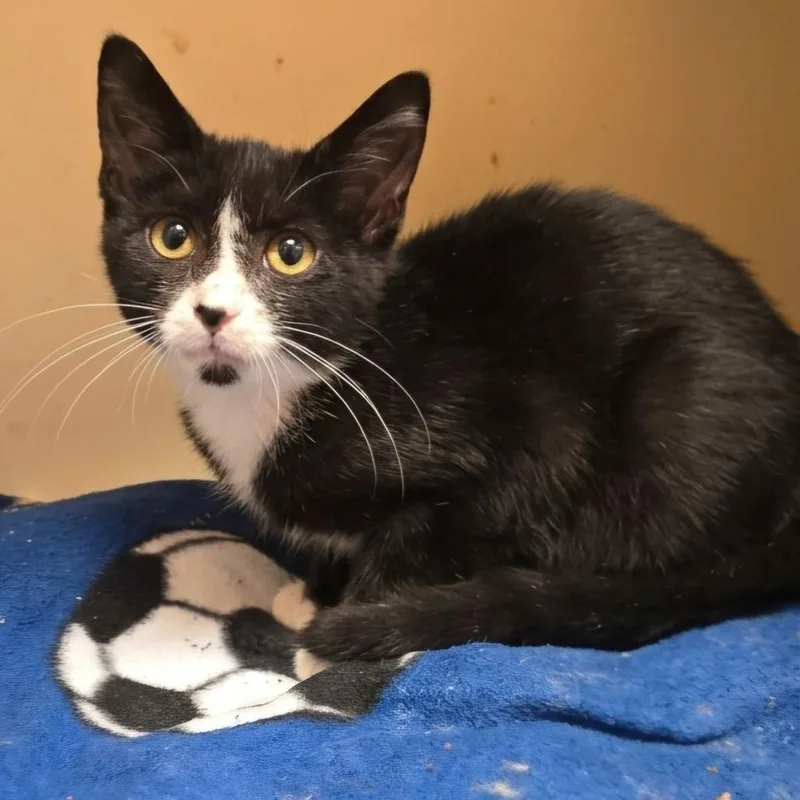 A baby medium-sized male Black Domestic Short Hair cat named Flapjack for adoption in South Elgin, IL