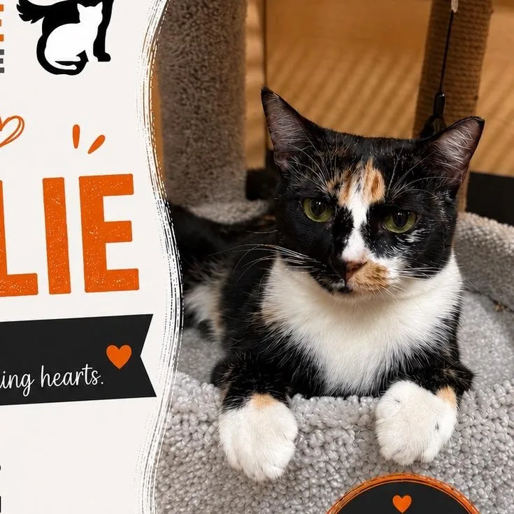 A young medium-sized female Calico cat named Calie for adoption in atlanta, GA