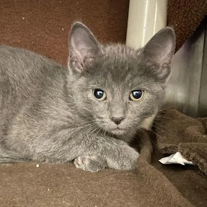 A baby small-sized female Domestic Short Hair cat named Chiffon for adoption in Wheaton, IL