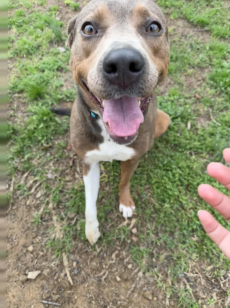 An adult medium-sized female Bicolor Terrier dog named Pecan for adoption in Conway, AR