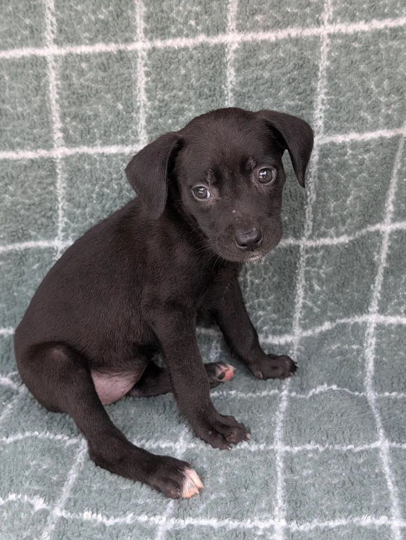 A baby small-sized female Black Chihuahua dog named Hurricane for adoption in Baton Rouge, LA