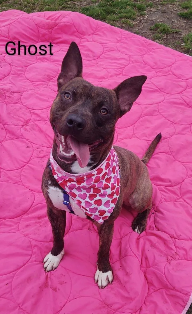 Ghost Rider thumbnail 4