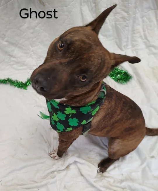 Ghost Rider thumbnail 5