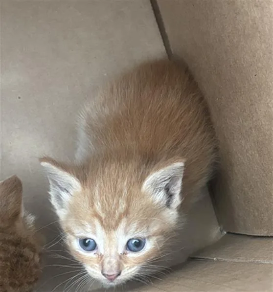 A baby medium-sized female Domestic Short Hair cat named River for adoption in Dallas, TX