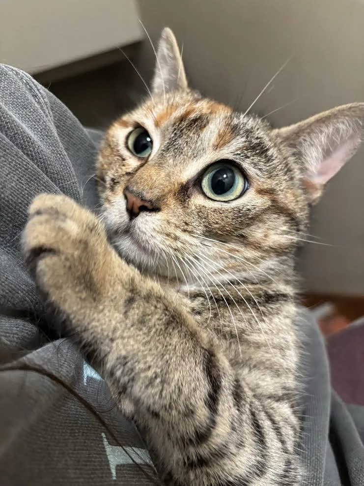 Greta