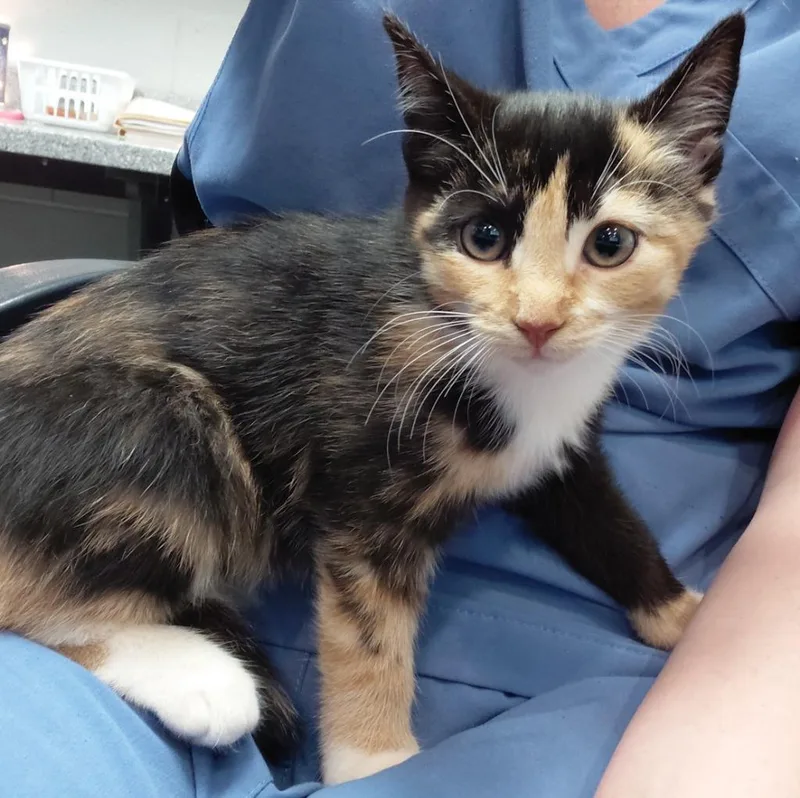 A baby small-sized female Domestic Short Hair cat named Adelaide for adoption in Henderson, NC